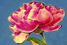 86 Peonies daptif.jpg