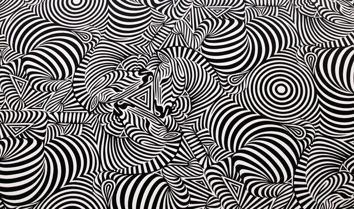 Zebra