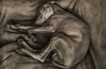 T Watson Dreamscape III Toto Sleeping pencil 31 x 25 cm, 2018.jpg