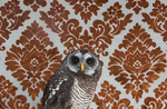 Wood Owl No. 7391