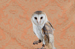 Barn Owl No. 4300