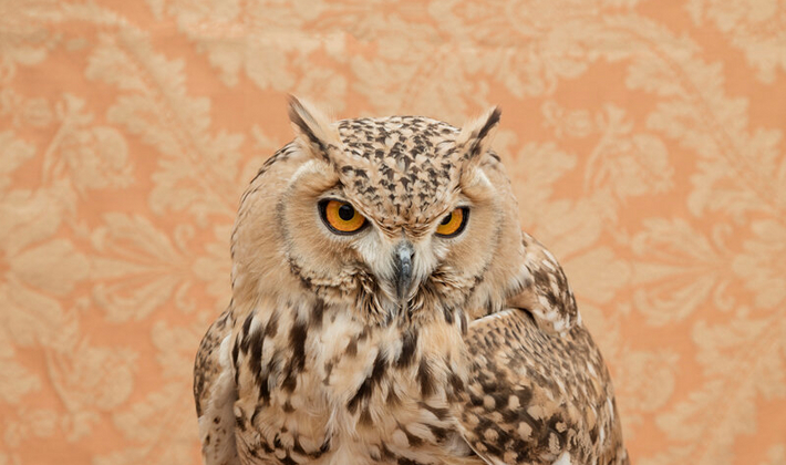 Horned Owl No. 4794