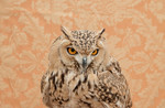 Horned Owl No. 4794