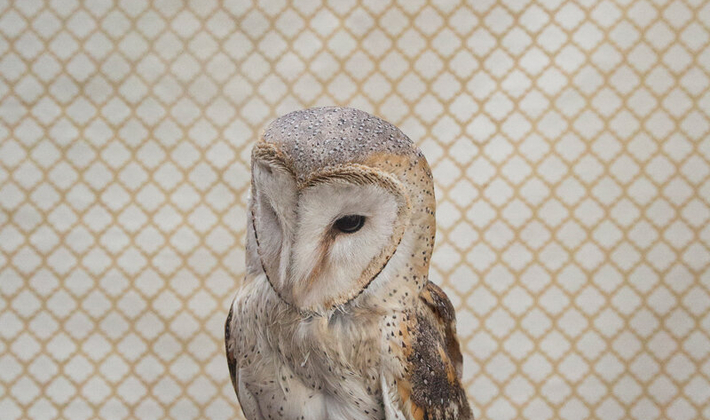 Barn Owl No. 7298