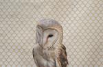 Barn Owl no. 7298.jpg