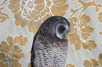 Wood Owl No. 7414