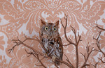 Screech Owl No. 7773