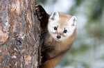 M_W50_Encounter with a pine marten - mariejosee.hamel - Canada .jpg