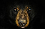 M_W50_The Eyes of The Black Bear - Nick Angus - United States.jpg