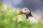 L_W70_Atlantic Puffin photo taken on Saltee Island - G.Shyam Chojnacki - Ireland .jpg