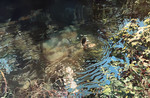 GALA FINE ART Kate Halsall, Resting in the Shallows, oil on canvas, 59 x 42 cm, 62 x 45 cm framed £1900.jpg