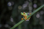M_W50_Nature_s Neon Sentinel - Guy Lambrechts - Belgium.jpg